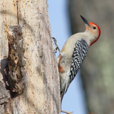 Red-bellied Woodpecker ♂