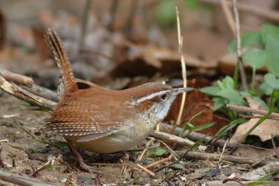 Carolina Wren