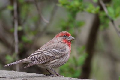 House Finch