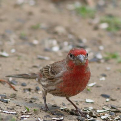 House Finch