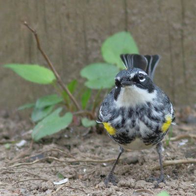 Yellow-rumped Warbler