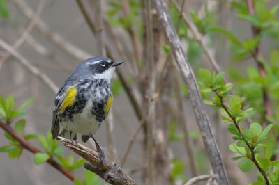 Yellow-rumped Warbler