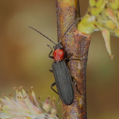 Oedemeridae : False Blister Beetles