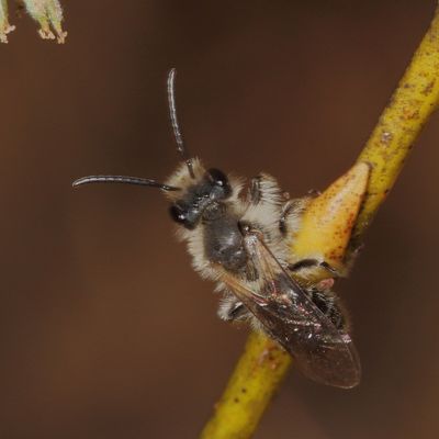 Genus Andrena