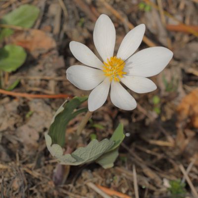 Bloodroot * Sanguinaria canadensis