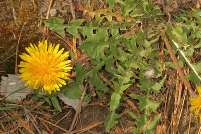 Common Dandelion * Taraxacum officinale