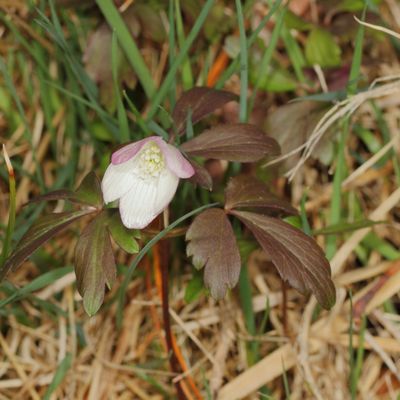 Wood Anemone * Anemonoides quinquefolia