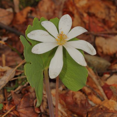 Bloodroot * Sanguinaria canadensis