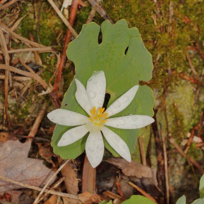 Bloodroot * Sanguinaria canadensis