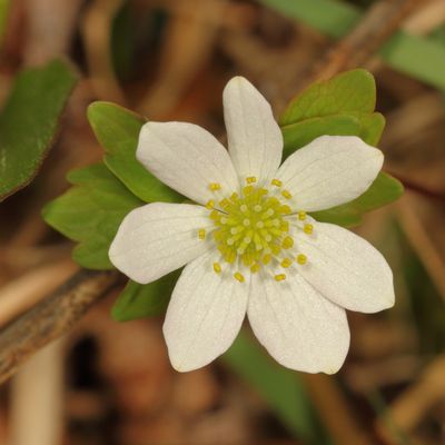 Rue Anemone * Thalictrum thalictroides