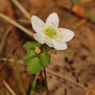 Rue Anemone * Thalictrum thalictroides