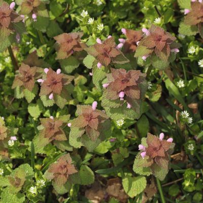 Purple Deadnettle * Lamium purpureum