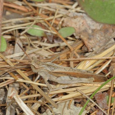 Northern Green-striped Grasshopper ♂