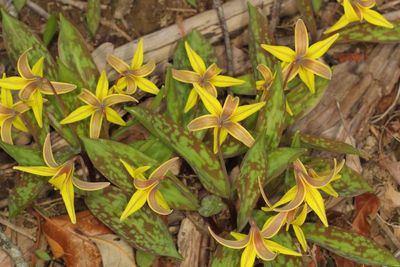 Erythronium americanum * Yellow Trout Lily
