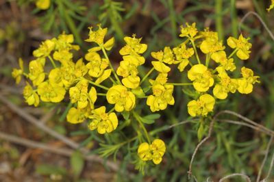 Cypress Spurge *Euphorbia cyparissias