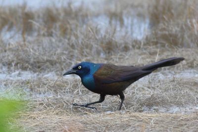 Common Grackle