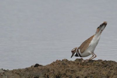 Killdeer