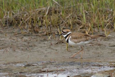 Killdeer