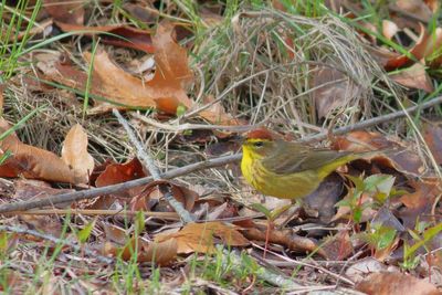 Palm Warbler