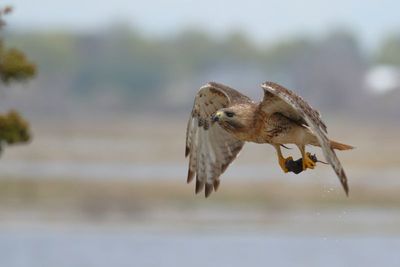 Red-tailed Hawk