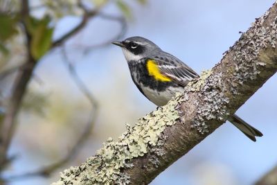 Yellow-rumped Warbler