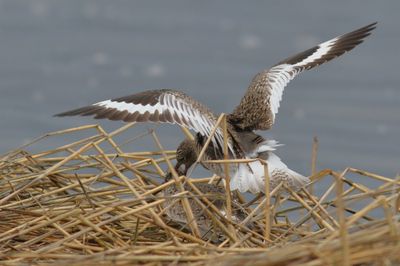 Willet