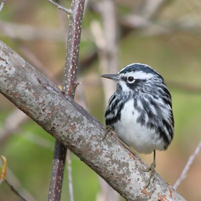 Black-and-white Warbler ♂