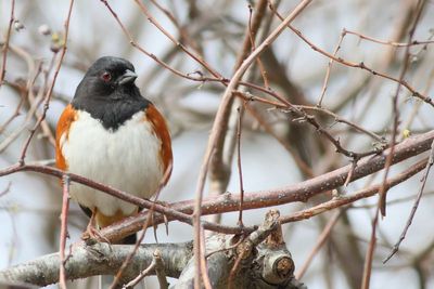 Eastern Towhee ♂