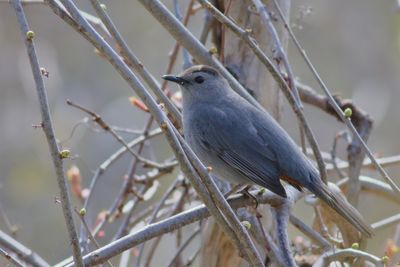 Gray Catbird