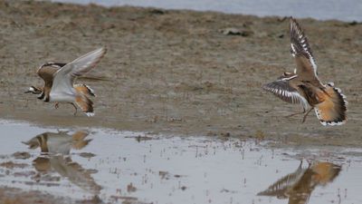 Killdeer
