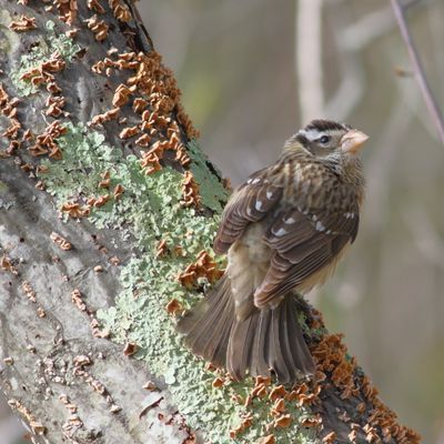 Rose-breasted Grosbeak ♀