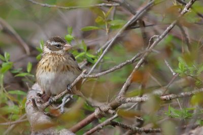 Rose-breasted Grosbeak ♀