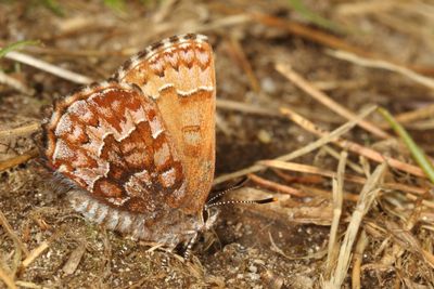 Eastern Pine Elfin