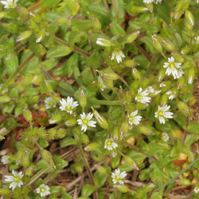 Mouse-ear Chickweeds * Genus Cerastium
