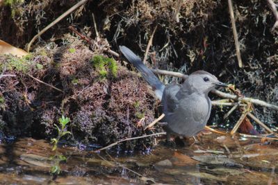 Gray Catbird