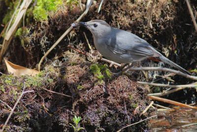 Gray Catbird