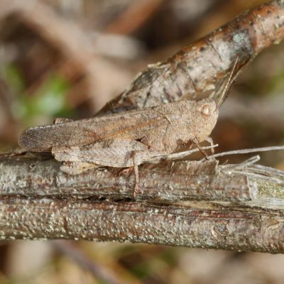 Sulphur-winged Grasshopper * Arphia sulphurea