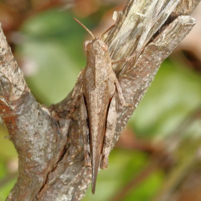 Sulphur-winged Grasshopper * Arphia sulphurea