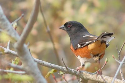 Eastern Towhee ♂