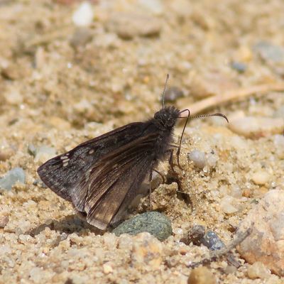 Juvenal's Duskywing