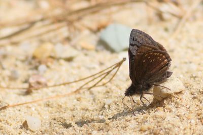 Sleepy Duskywing