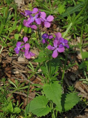 Annual Honesty * Lunaria annua