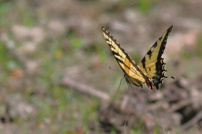 Eastern Tiger Swallowtail