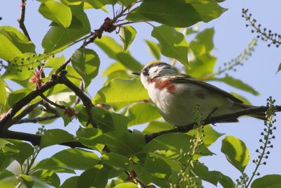 Chestnut-sided Warbler