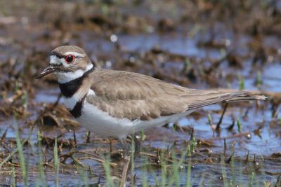 Killdeer