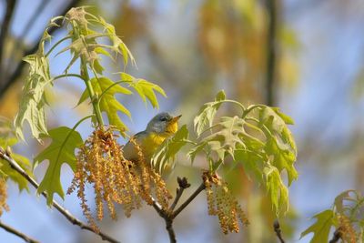 Northern Parula