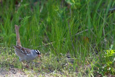 White-crowned Sparrow