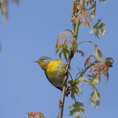 Northern Parula