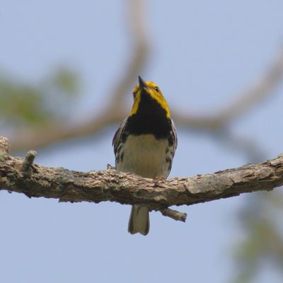 Black-throated Green Warbler ♂