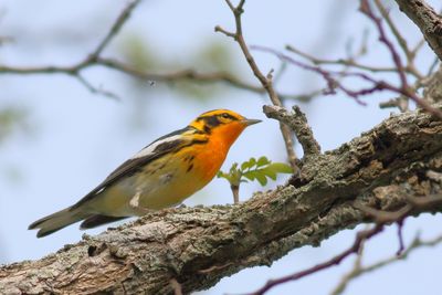 Blackburnian Warbler ♂